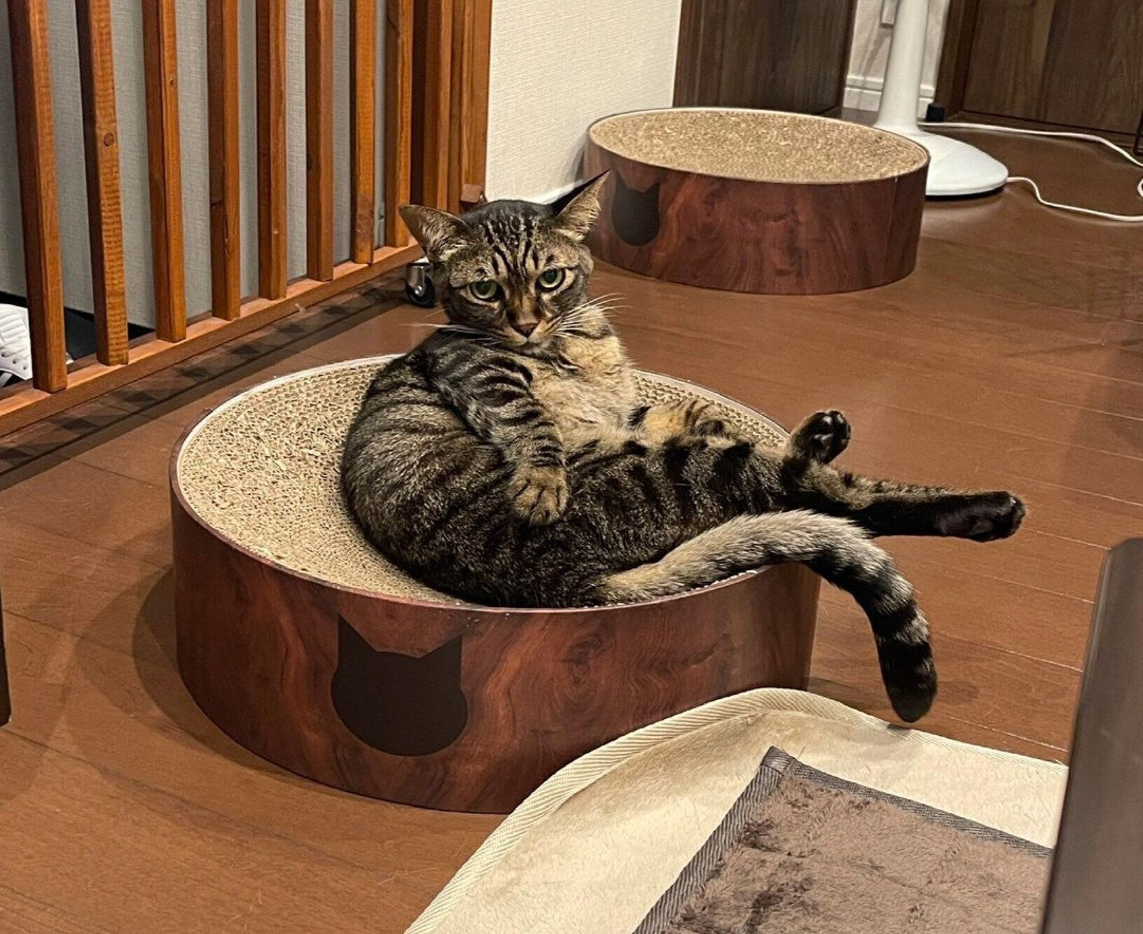 飼い主さんを見つめる真良くん