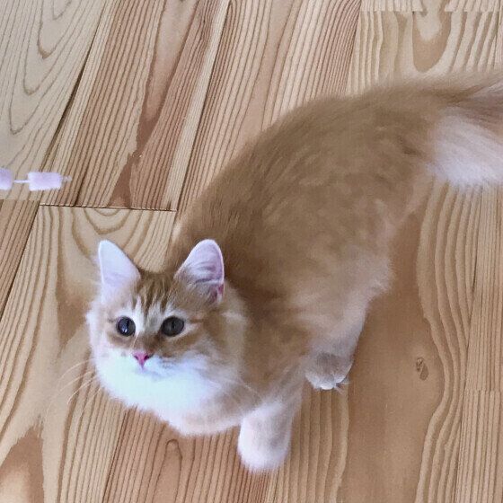 ノルウェージアンフォレストキャットのラピスちゃん