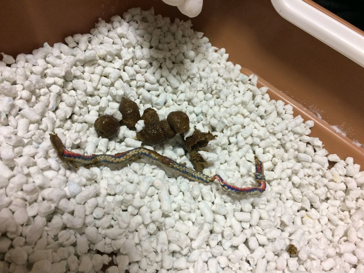 画像／「ねこのきもち」読者提供