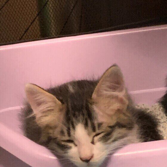 トイレで寝る猫