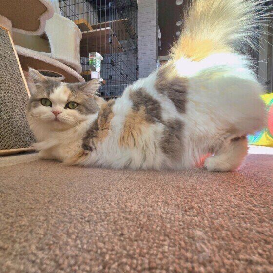 お尻を上げる猫