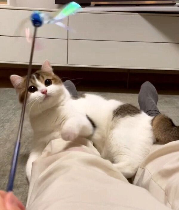 遊ぶなぎちゃん