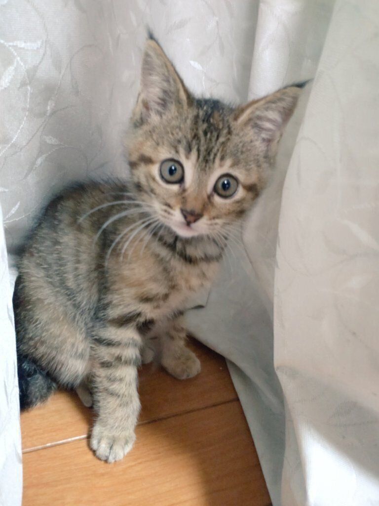 イギリス製デコパージュ　上から貴方を覗き込む可愛い猫ちゃん！ イギリス製デコパージュ 上から貴方を覗き込む可愛い猫ちゃん