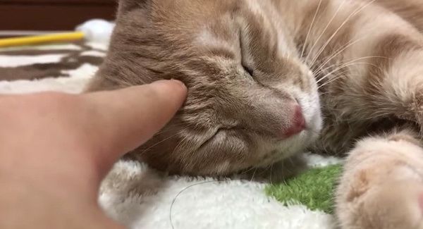 眠る猫