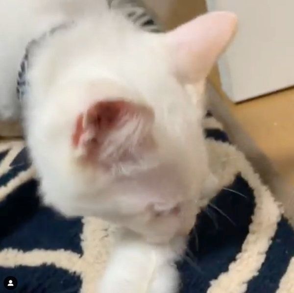 袋の中に入る白猫