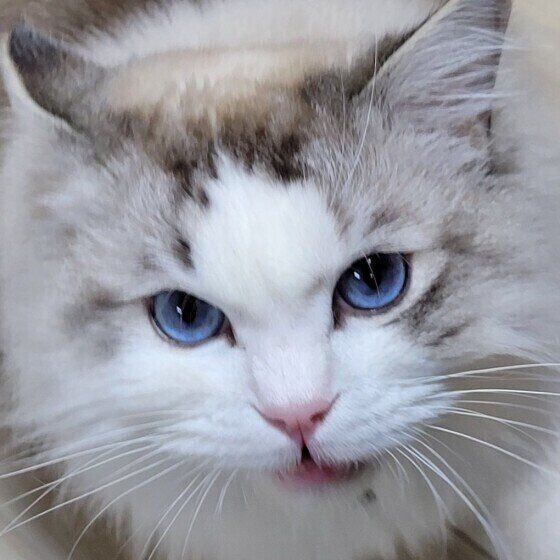 怒るラグドールの男の子