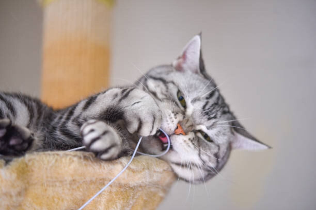 猫にとっては危険がいっぱい 猫が誤食しやすい お正月関連のモノ ねこのきもちweb Magazine 猫にとっては危険がいっぱい 猫が誤食しやすい お正月関連のモノ ねこのきもちweb Magazine