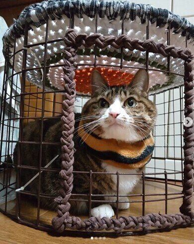 ニャンモックの中でくつろぐマロンちゃん