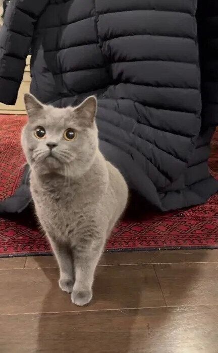 コートの裾から飛び出して遊ぶぼんちゃん