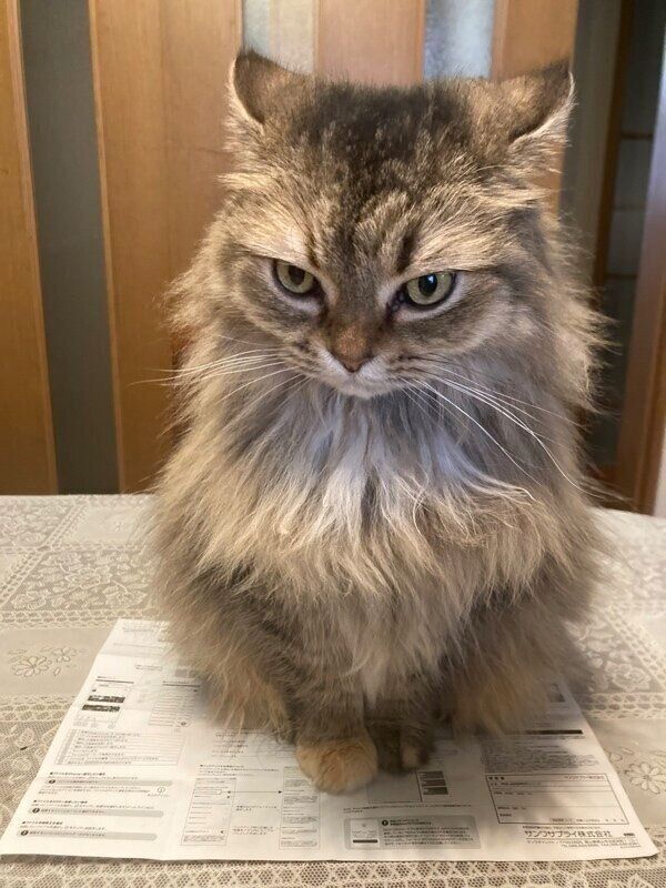 動かないチャチャちゃん