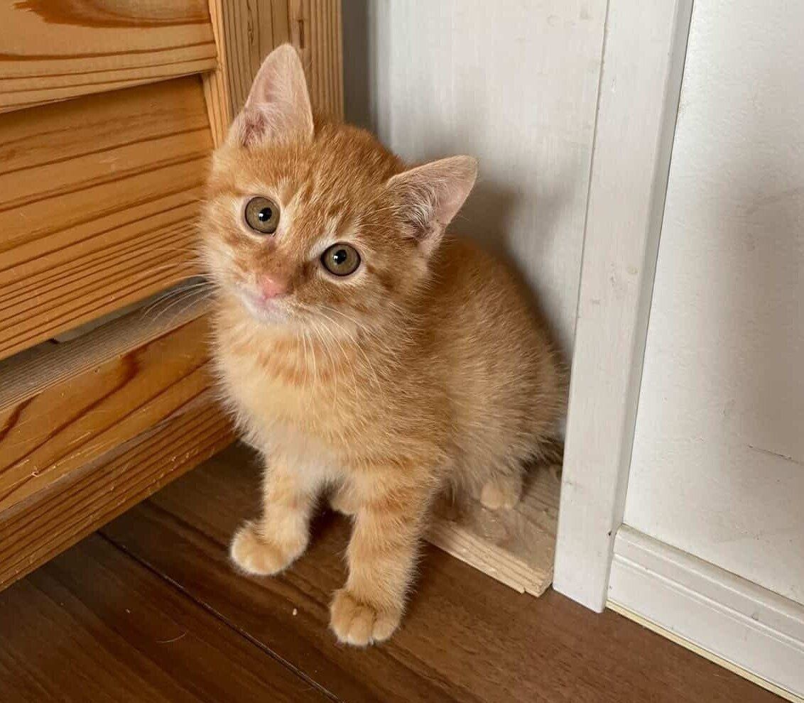 お迎えしたばかりのころのチャーリーくん