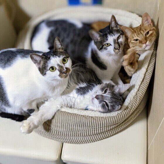 キジトラのおまめちゃんたち