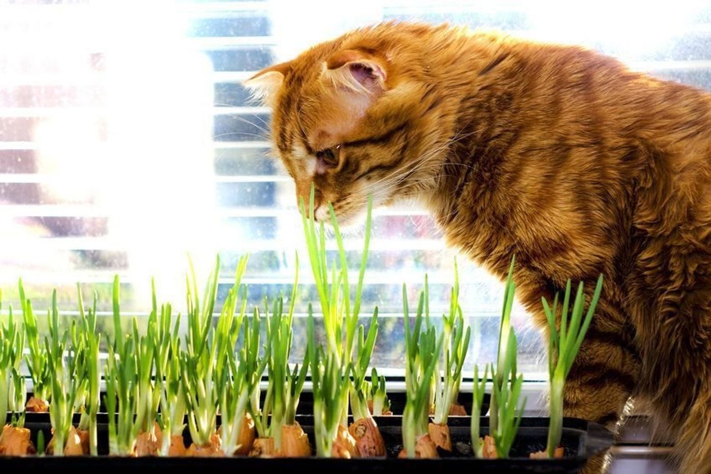Ng 猫に玉ねぎを与えると中毒に その症状とは ねこのきもちweb Magazine Ng 猫に玉ねぎを与えると中毒に その症状とは ねこのきもちweb Magazine