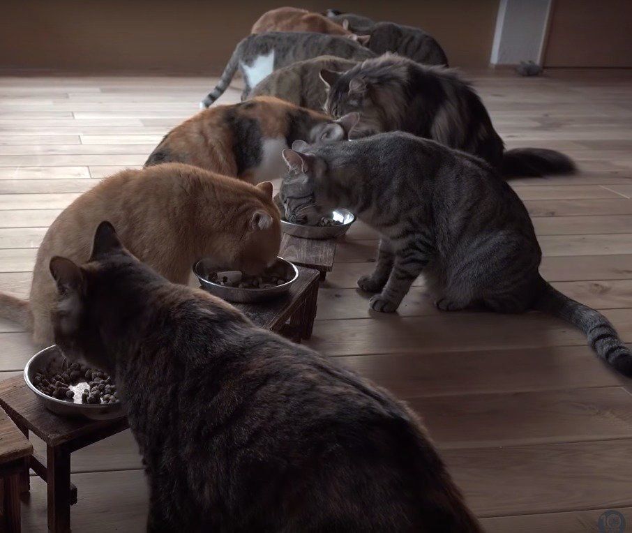 綺麗に整列して食べるニャンコ達