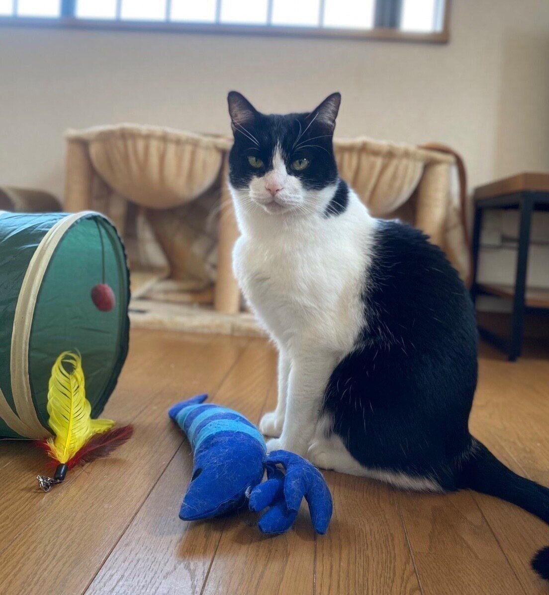 見つめるブランくん