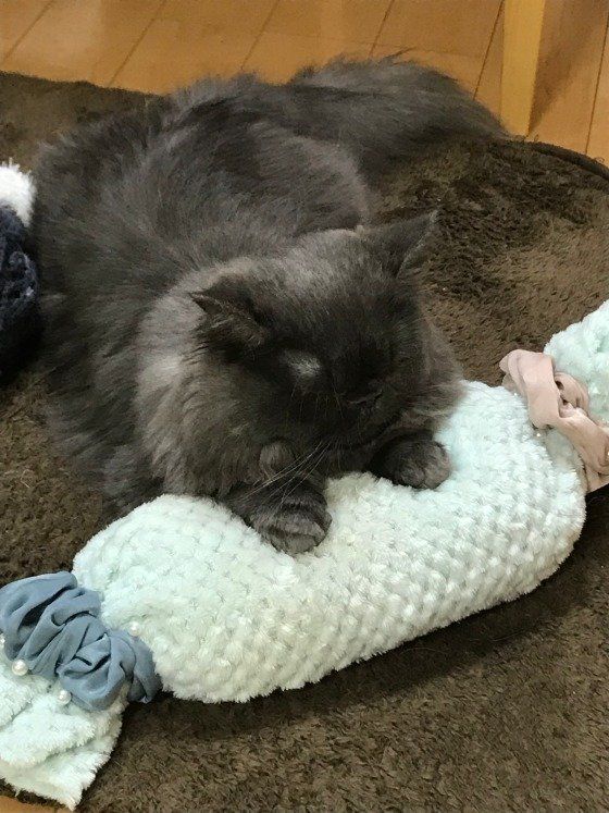 キャンディ型のクッションとエキゾチックショートヘア