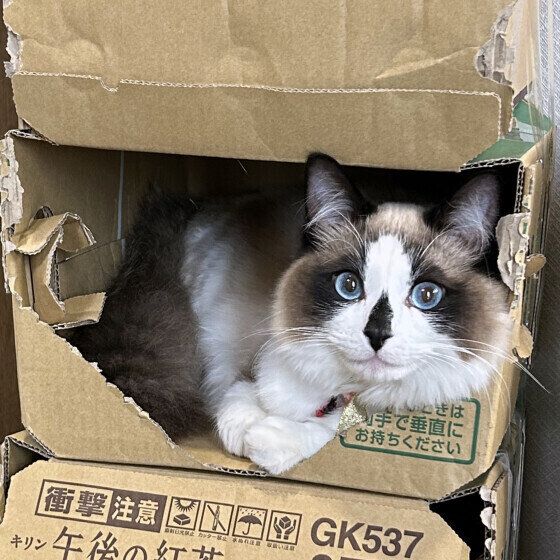 段ボールに入るぽこたんくん