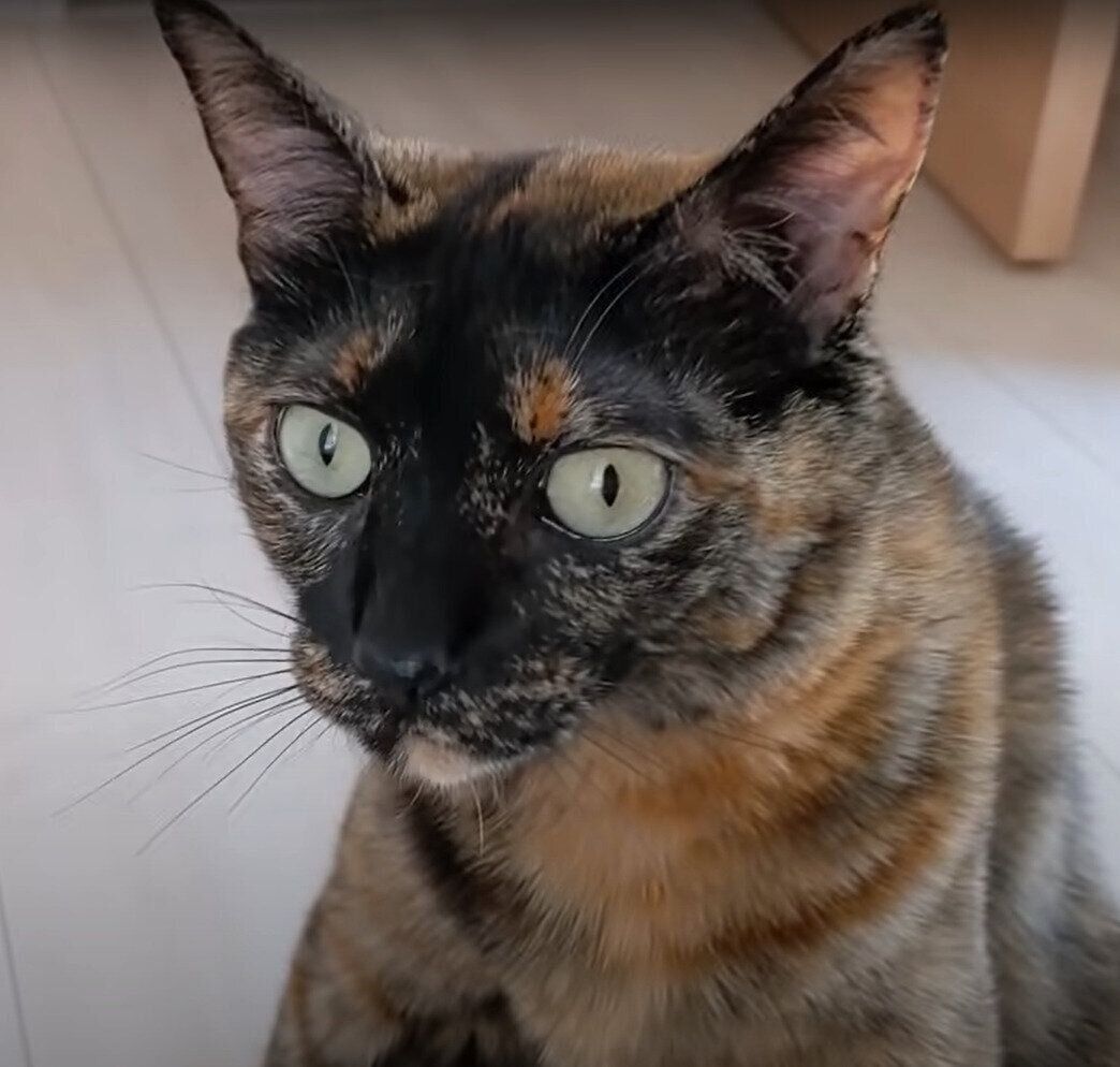 ねこ　モモちゃん