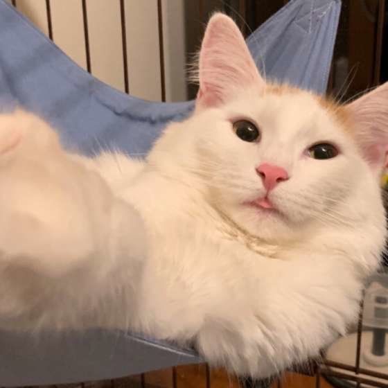 舌をしまい忘れたメインクーン