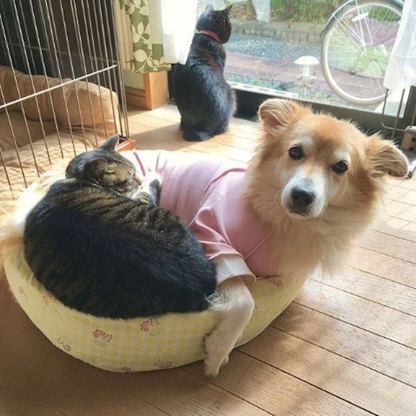 ワンコに寄り添うニャンコ