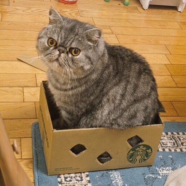 箱にすっぽりとハマるアールくん