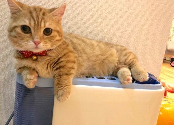 加湿器の上でくつろぐぷてぃこちゃん