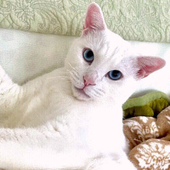 白猫のソラちゃん