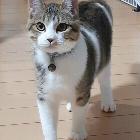 見つめるキジトラ