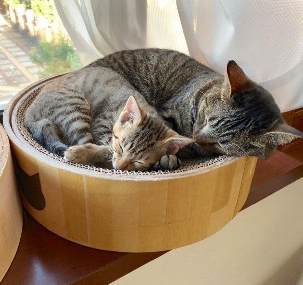 寄り添うサボちゃんとコルちゃん