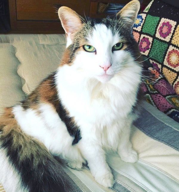 カメラ目線のノルウェージャンフォレストキャット