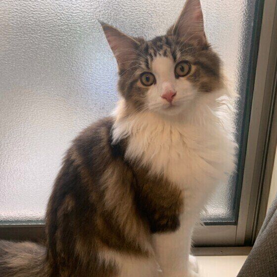 ノルウェージアンフォレストキャット