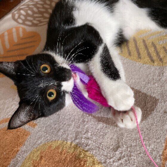 黒白MIXのハナちゃん