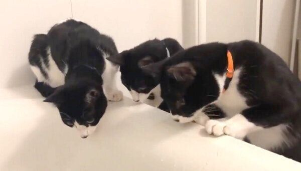 恐る恐るお湯を見つめるハチワレトリオ