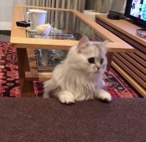 遊ぶスコティッシュフォールド