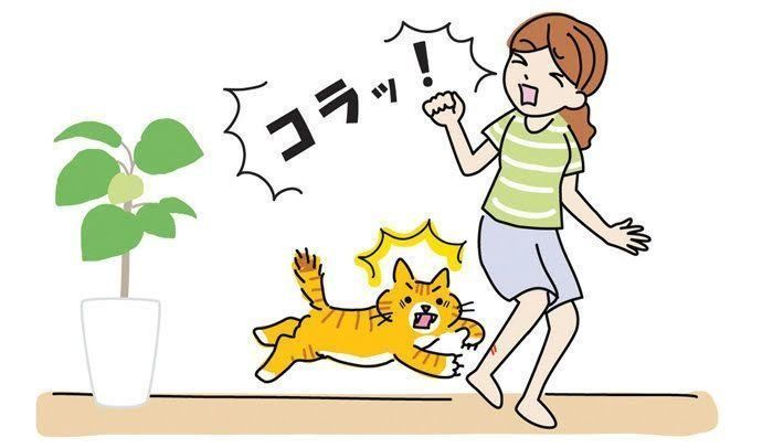 飼主をひっかく猫