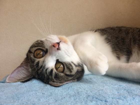 ひなたぼっこする猫