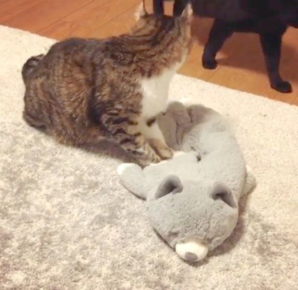 ぬいぐるみにふみふみする猫