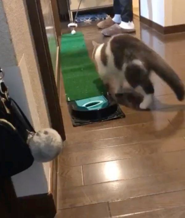パターゴルフで遊ぶブリティッシュショートヘア