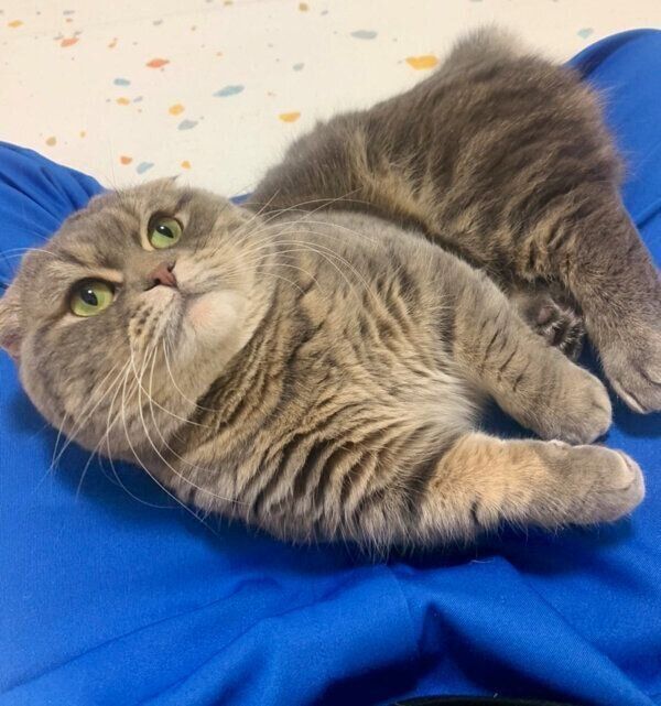 まったりするたこやきくん