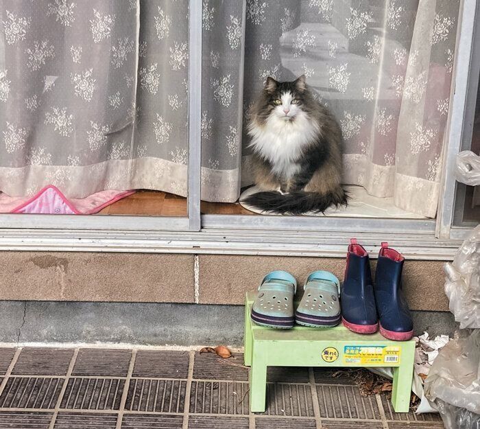 窓辺で待つサスケくん