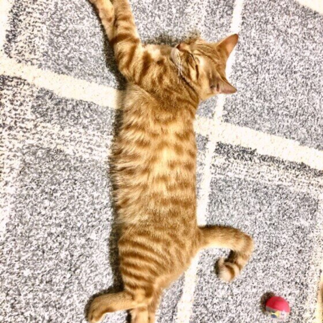 意外と豊富な 猫のしっぽ バリエーション かわいい猫しっぽ3つご紹介 ねこのきもちweb Magazine 意外と豊富な 猫のしっぽ バリエーション かわいい猫しっぽ3つご紹介 ねこのきもちweb Magazine