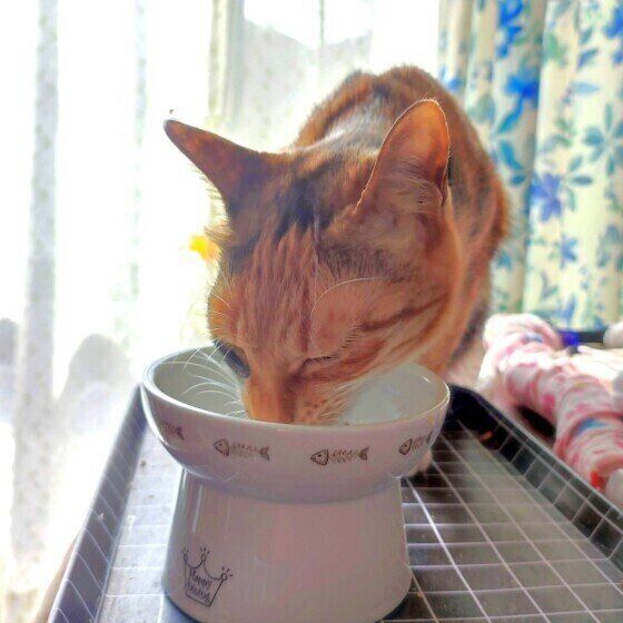 ゴハンを食べる鈴ちゃん