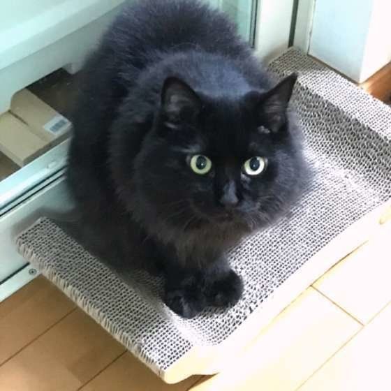 爪とぎベッドに乗っている猫