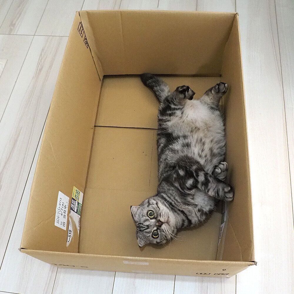 猫 愛の箱を覗く ※額装済み chra-gs1-main.jpg