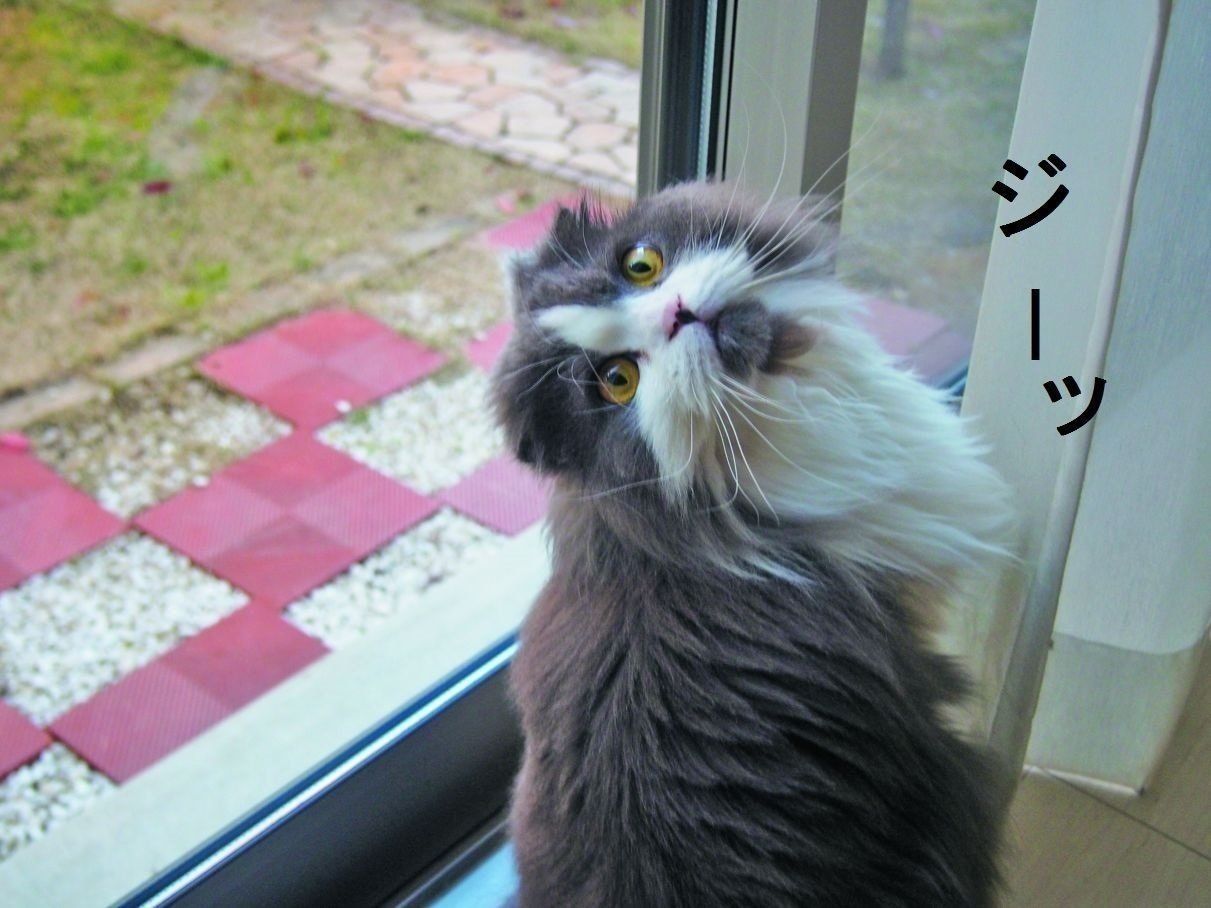 画像／ねこのきもち2019年８月号『猫よ、すんのかい　せんのかい　せーへんのかいっ！』