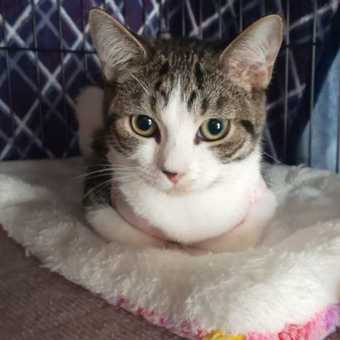 猫のサプリメントってどんなもの 人気は腸内環境を整えるサプリ ねこのきもちweb Magazine