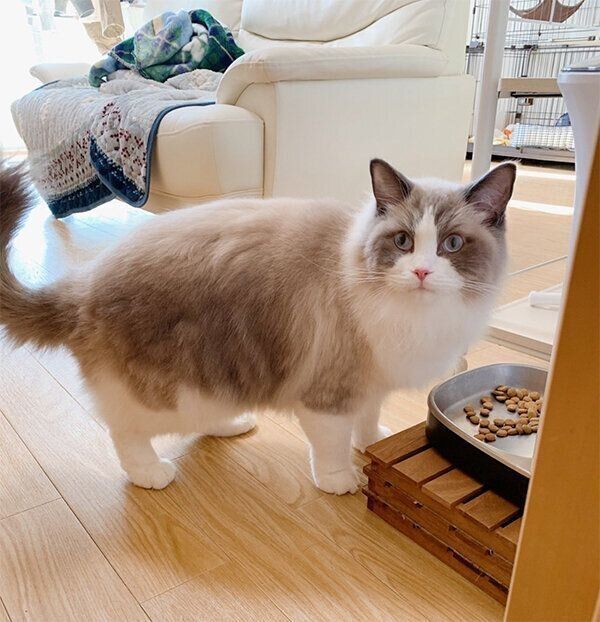 見つめるぽんたくん