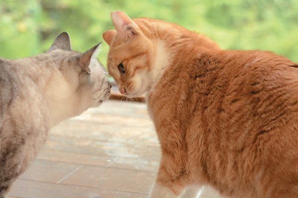 新入り猫を迎える前に検討しておきたいこと