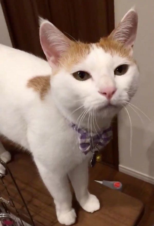 飼い主さんを見つめる猫