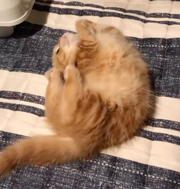 キョトンとするジュノちゃん